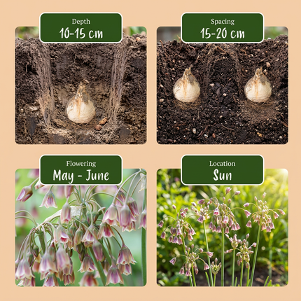 160x Allium Siculum - Sizilianischer Honiglauch - Creme und Rosa - Sommerblüher - Zwiebelgröße 10/12
