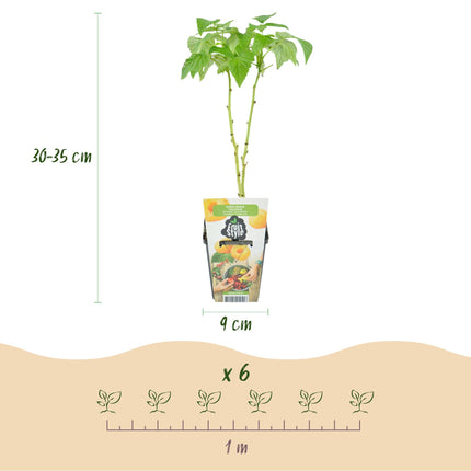 Plantas de fruta 6 unidades - Tricolor - Grosella roja - Frambuesa amarilla - Zarzamora negra - Maceta 9 cm