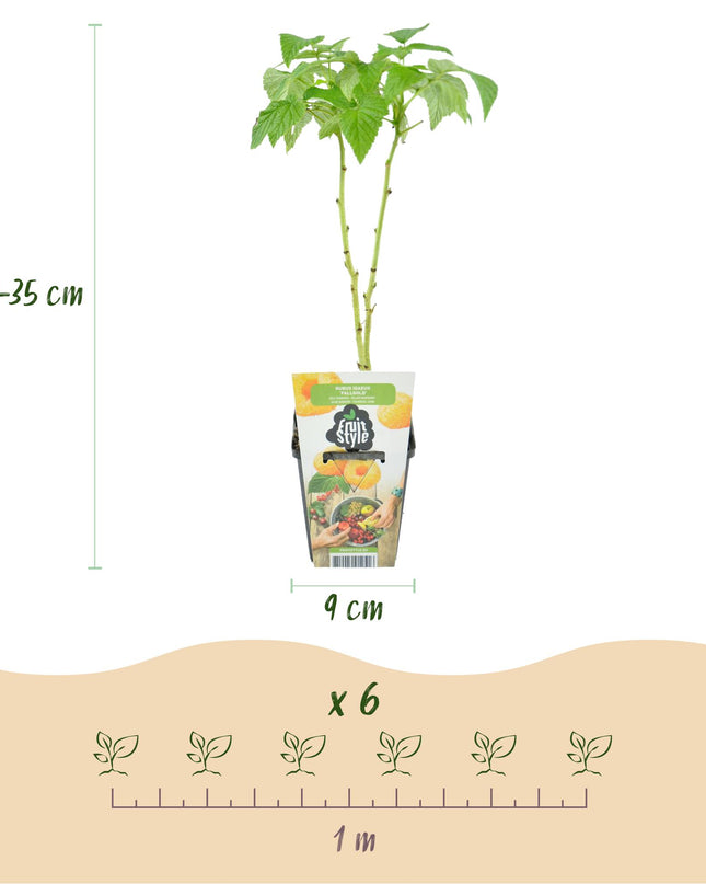 Fruit plants 6 pieces - Three-colored - Red Currant - Yellow Raspberry - Black Blackberry - Pot 9cm