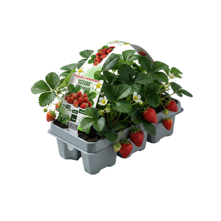Erdbeeren 6er Pack (Fragaria) 100% biologisch 8x