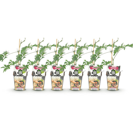 Plantas de zarzamora negra - 6 plantas - Perennes - Rubus sin espinas perenne - Resistente al invierno - Maceta 9 cm