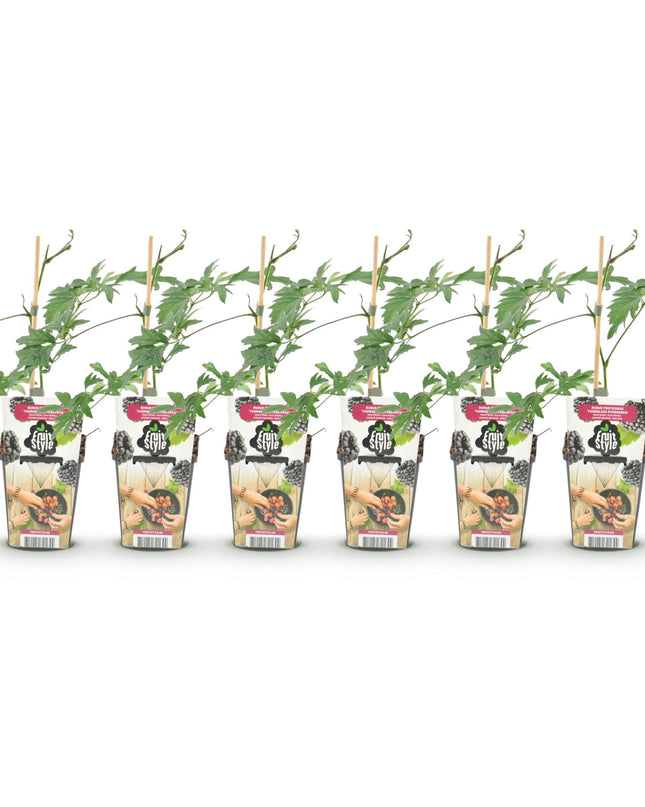 Black Blackberry Fruit Plants - 6 plants - Evergreen - Thornless Bramble Evergreen - Hardy in Winter - Pot 9 cm