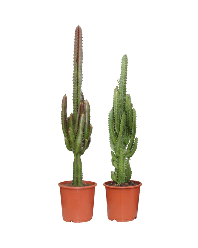 Euphorbia Groen / Rood - 2 stuks - Ø17cm - ↕75cm