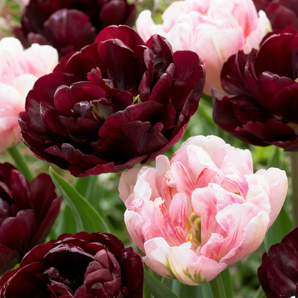 48x Tulipa Sweet Desire mix - Tulip Sweet Desire mix - Miscellaneous - Spring-flowering bulb - Bulb size 11/12