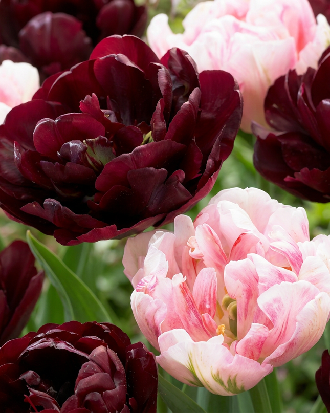 48x mezcla de Tulipa Sweet Desire - tulipán Sweet Desire mix - varios - floración primaveral - calibre del bulbo 11/12