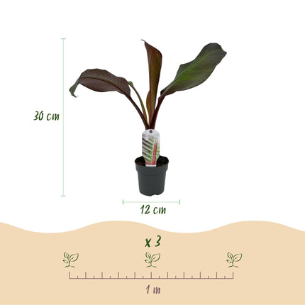 Bananen plant - 2 planten - Ensete ventricosum Maurelli - Winterhard - Pot 12cm Hoogte 30cm