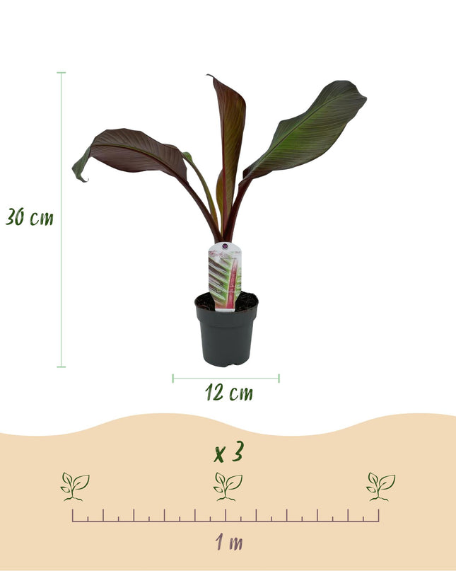 Bananen plant - 2 planten - Ensete ventricosum Maurelli - Winterhard - Pot 12cm Hoogte 30cm