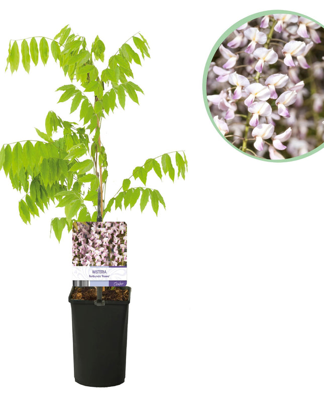 Blauwe regen - Wisteria floribunda Rosea - Bloem roze  - 1 plant - Pot 11cm Hoogte 40cm