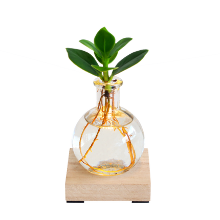 Glowplant - Clusia in vaasje met lampje