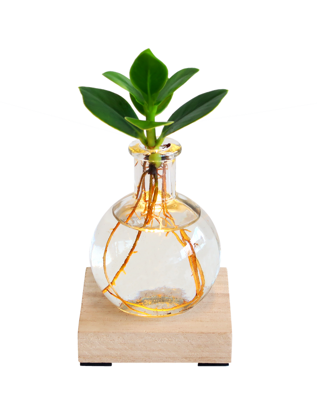 Glowplant - Clusia in vaasje met lampje