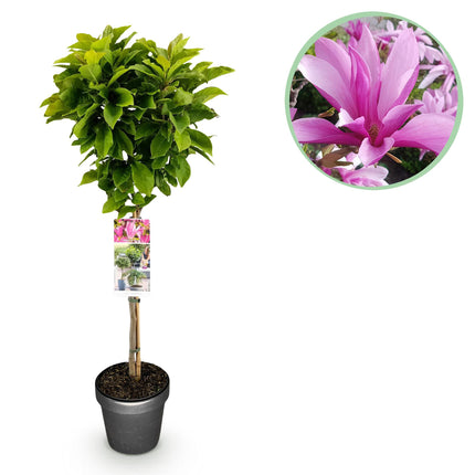 Magnolia Susan – Terrassenpflanze – sommergrün – winterhart – rosa Blüte – Topf 19cm Höhe 90cm