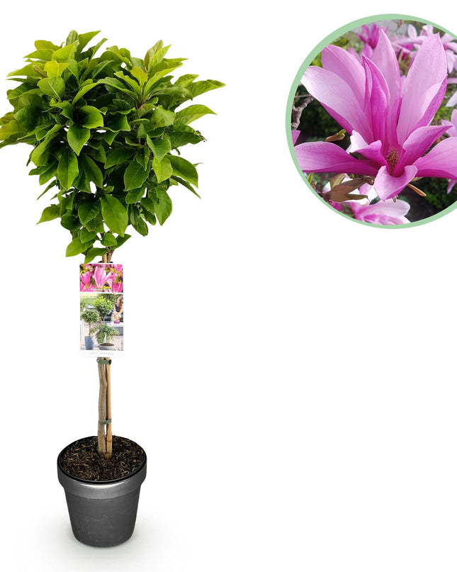 Magnolia Susan – Terrassenpflanze – sommergrün – winterhart – rosa Blüte – Topf 19cm Höhe 90cm