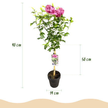 Hibiscus syriacus Magenta Chiffon® - Bladverliezend - Winterhard - Roze Bloem - Pot 19cm Hoogte 90cm