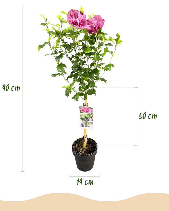 Ibisco siriano Magenta Chiffon® - Deciduo - Resistente all'inverno - Fiore rosa - Vaso 19 cm Altezza 90 cm