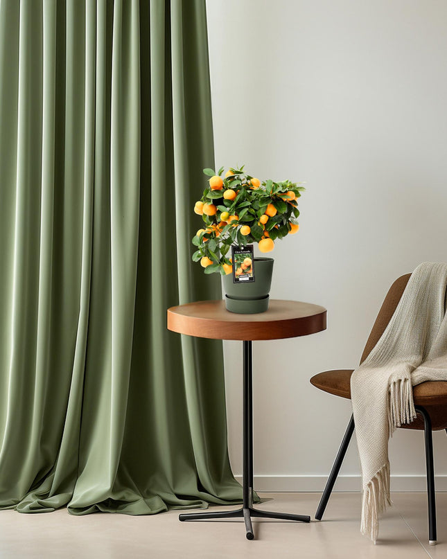 Citrus Calamondin - Ø15cm - ↕40cm