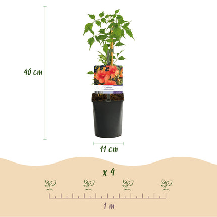 Klimplanten Rainbow - 4 planten - Clematis montana Rubens  Hedera helix lonicera Goldflame Campsis madame Galen   - Jaarrond kleur - Pot 11cm Hoogte 40cm