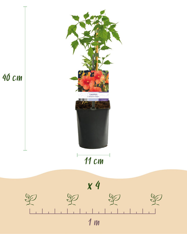 Klimplanten Rainbow - 4 planten - Clematis montana Rubens  Hedera helix lonicera Goldflame Campsis madame Galen   - Jaarrond kleur - Pot 11cm Hoogte 40cm