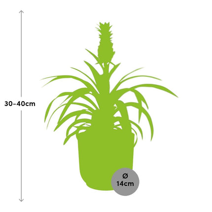 Ananas Mi Amigo incl. pot ELHO Vibes Fold 14cm geel