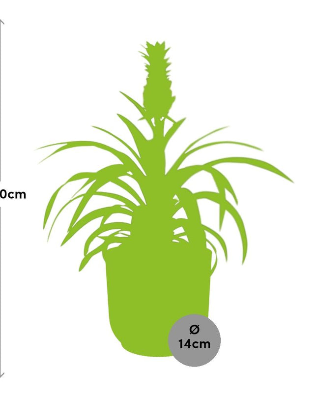 Ananas Mi Amigo incl. pot ELHO Vibes Fold 14cm geel