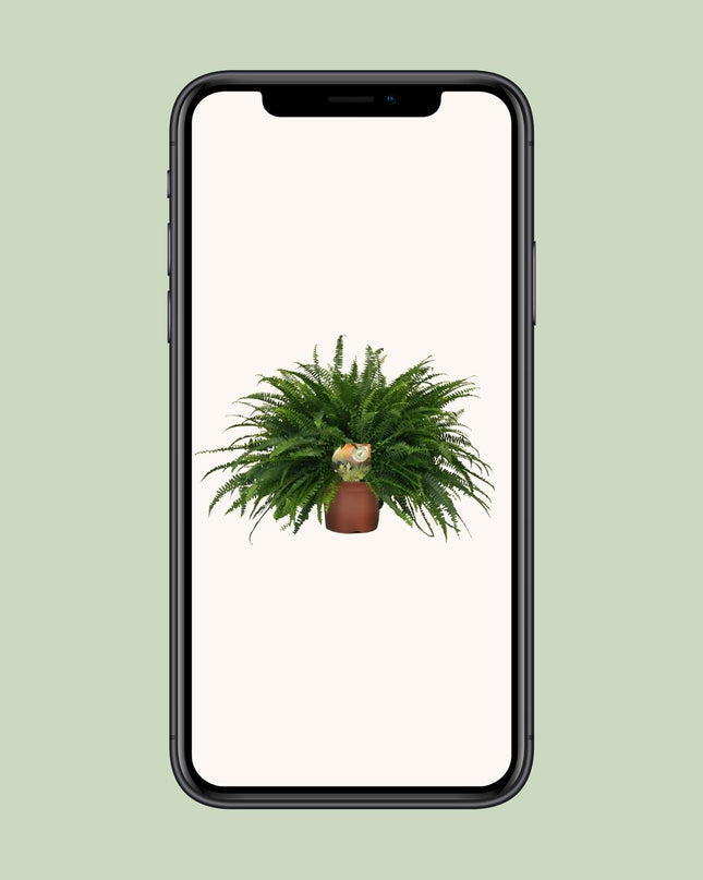 Nephrolepis Green Lady - Ø19cm - ↕60cm