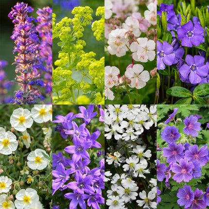Borderpakket - Bodembedekkend - 24 Vaste planten - 3 m2 - Diversen kleuren - Weinig Onderhoud - Pot 11cm