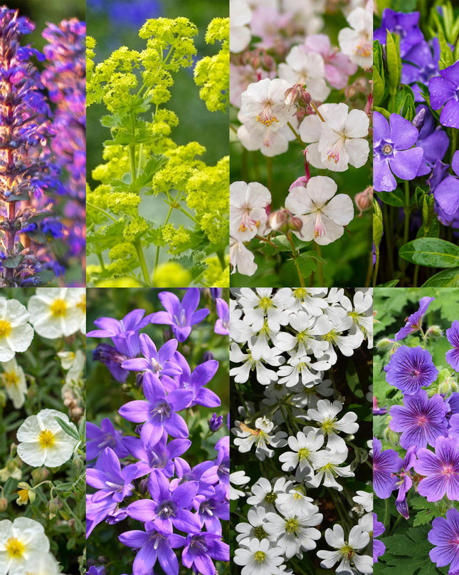 Borderpakket - Bodembedekkend - 24 Vaste planten - 3 m2 - Diversen kleuren - Weinig Onderhoud - Pot 11cm