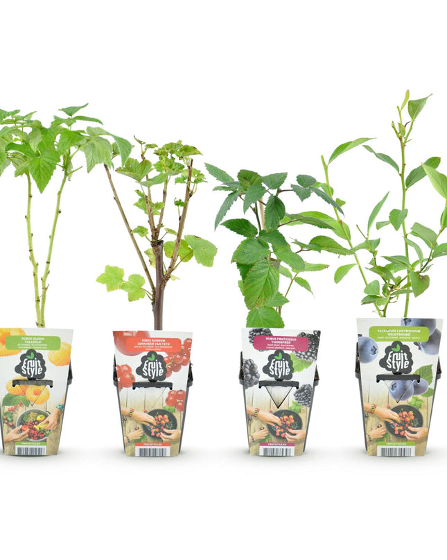 Fruit plants mix deal 4 plants - Red Currant/Yellow Raspberry/Blackberry/Blueberry - Hardy - 4 Plants - Pot 9cm
