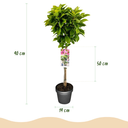 Magnolia Susan – Terrassenpflanze – sommergrün – winterhart – rosa Blüte – Topf 19cm Höhe 90cm