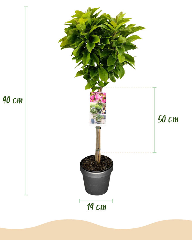 Magnolia Susan – Terrassenpflanze – sommergrün – winterhart – rosa Blüte – Topf 19cm Höhe 90cm