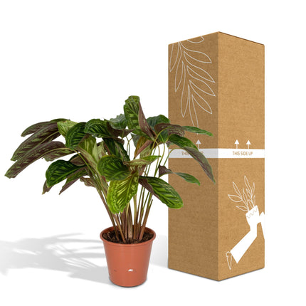 Calathea Flamestar - Planta Pavo Real - Ø19cm - ↕75cm