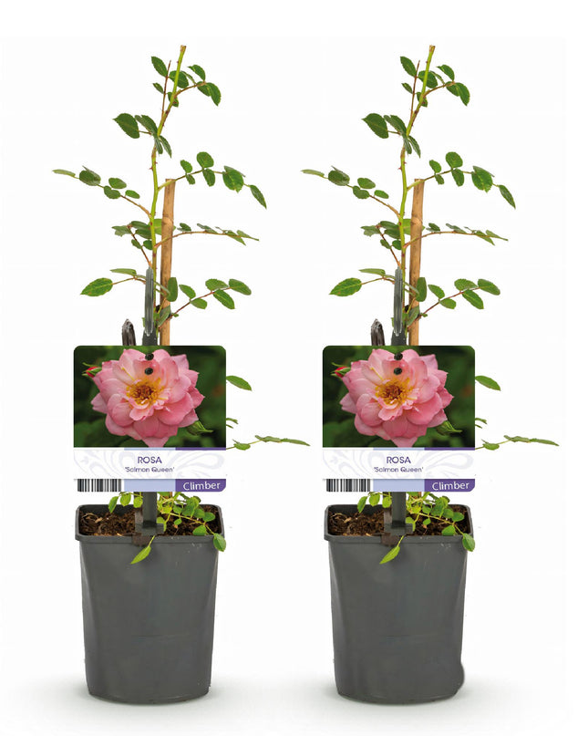 Klimroos Rosa Salmon Queen - 2 planten - Bloem Licht roze - Weinig onderhoud - Pot 11cm Hoogte 40cm