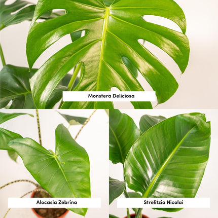 Monstera Deliciosa - Ø21cm - ↕75cm + Alocasia Zebrina - Ø19cm - ↕75cm + Strelitzia Nicolai - Ø19cm - ↕85cm - 3 planten
