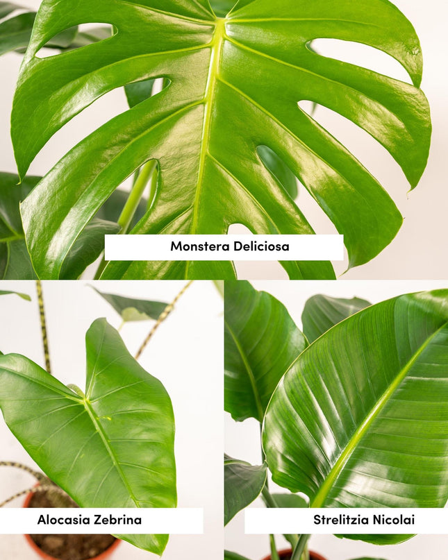Monstera Deliciosa - Ø21cm - ↕75cm + Alocasia Zebrina - Ø19cm - ↕75cm + Strelitzia Nicolai - Ø19cm - ↕85cm - 3 planten