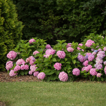 Hortensia Roze -  Hydrangea Endles Summer The Original Pink - 8 Planten - Pot 14cm -Hoogte 20-25cm