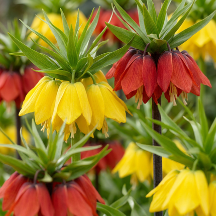 12x Fritillaria Imperialis Mix – Kaiserkronen-Mix – Verschiedene – Frühjahrsblüher – Zwiebelgröße 18/20