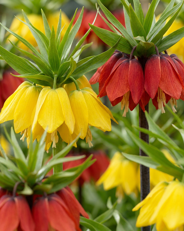 12x Fritillaria Imperialis Mix – Kaiserkronen-Mix – Verschiedene – Frühjahrsblüher – Zwiebelgröße 18/20