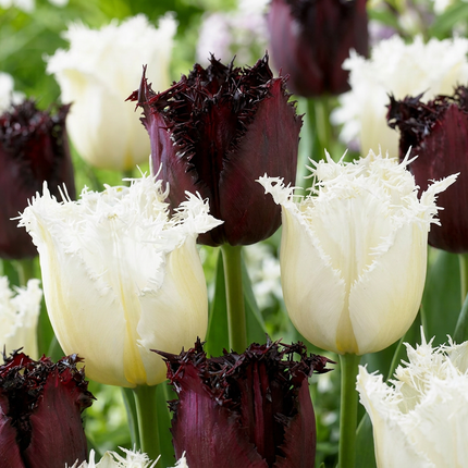 120x Tulipa Breakdance-Mix – Tulpe Breakdance-Mix – Verschiedene – Frühjahrsblüher – Zwiebelgröße 11/12