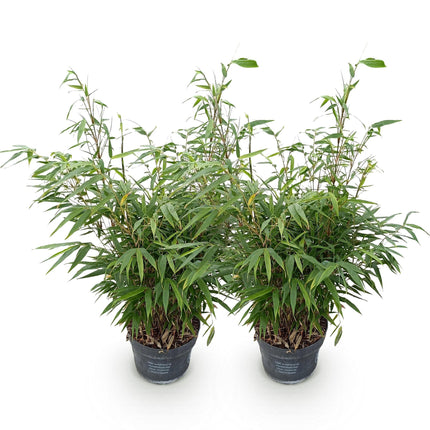 Fargesia robusta Pingwu - Bambú No Invasivo - Perenne - Verde - 2 Plantas - Maceta 23 cm - Altura 80 cm