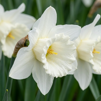 30x Narcissus Mount Hood - Narciso trompeta - Blanco - Floración primaveral - Calibre del bulbo 10/12