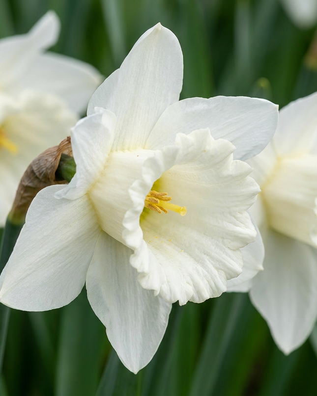 30x Narcissus Mount Hood - Narciso trompeta - Blanco - Floración primaveral - Calibre del bulbo 10/12