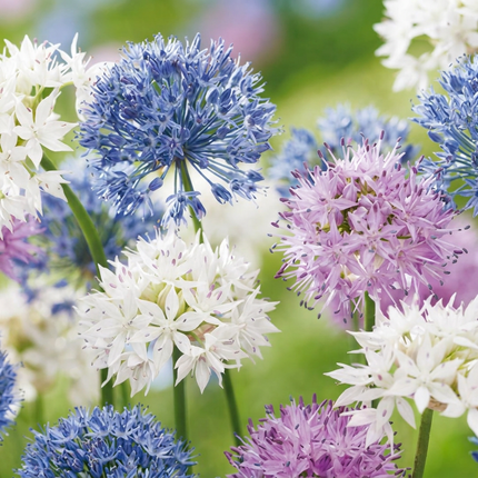 120x Allium Buzzing Beauties – Zierlauch Buzzing Beauties – Verschiedene – Sommerblüher – Zwiebelgröße 6/7