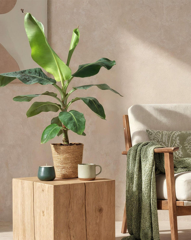 Bananenplant - Musa acuminata Dwarf Cavendisch + mand - Groen - 1 Plant - Pot 21cm - Hoogte 70-75cm