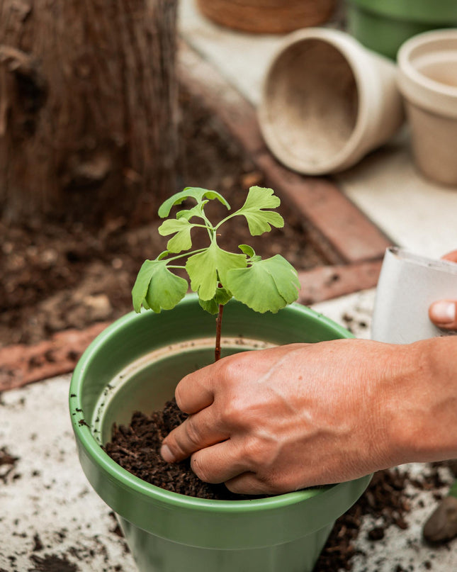 Levensboom - Brievenbuscadeau