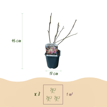 Magnolia Soulangiana  - Bloemen Licht Roze - 1 Plant - Bladverliezend - Weinig Onderhoud - Pot 17cm Hoogte 45cm