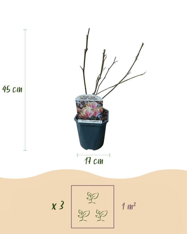 Magnolia Soulangiana  - Bloemen Licht Roze - 1 Plant - Bladverliezend - Weinig Onderhoud - Pot 17cm Hoogte 45cm