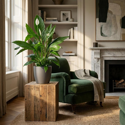 Spathiphyllum met Potter grijs - 80cm - Ø21