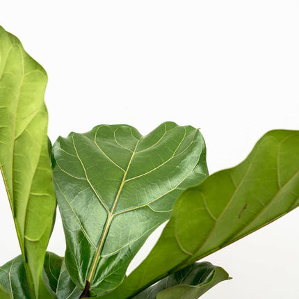 Ficus Lyrata vertakt XL - 200cm - ø32