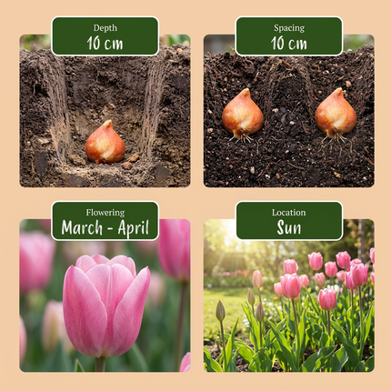 500x Bulb Garden Pink - Jardín de bulbos rosa - Variados - Floración estival - Calibre del bulbo 10/12