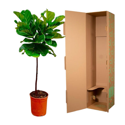 Tallo de Ficus Lyrata - 130 cm - ø24