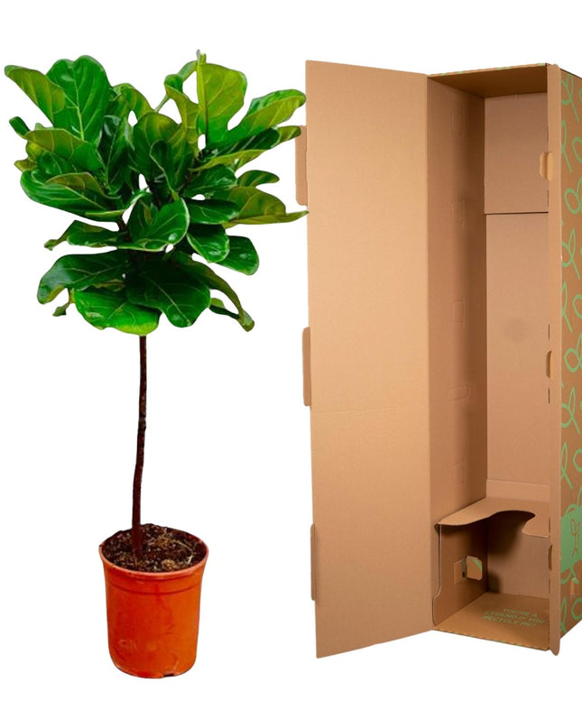 Tallo de Ficus Lyrata - 130 cm - ø24